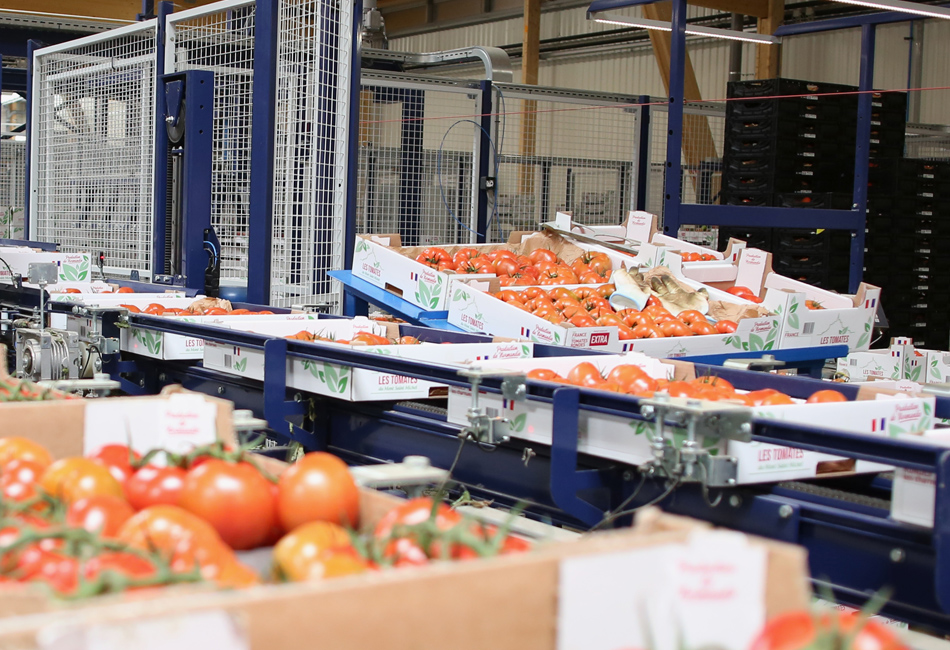 cartons de tomates