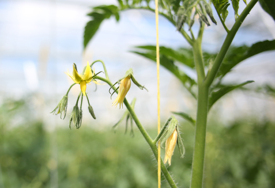 fleurs de tomates