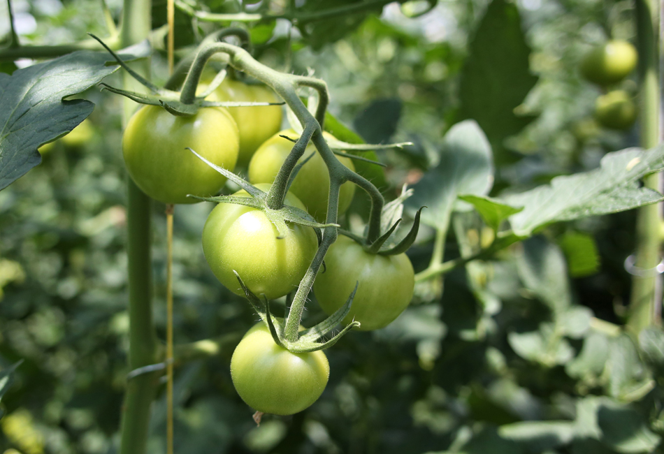 tomates grappes vertes