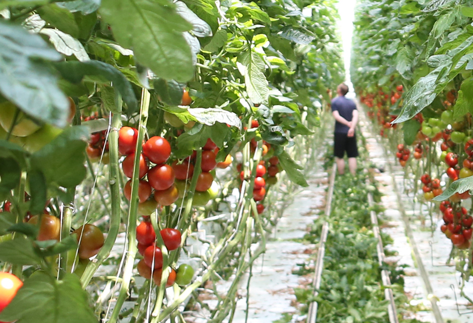 culture de tomates grappes